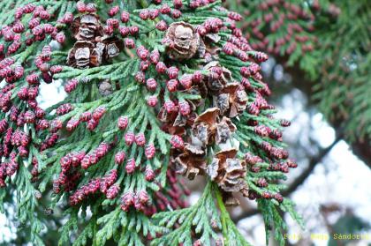 Chamaecyparis lawsoniana